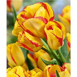 Тюльпан Аутбрейк (многоцветковый)