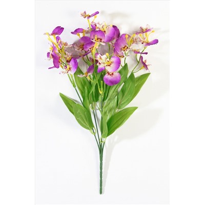 Орхидея "Милашка"