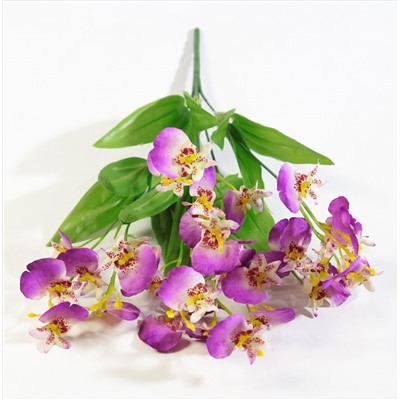 Орхидея "Милашка"