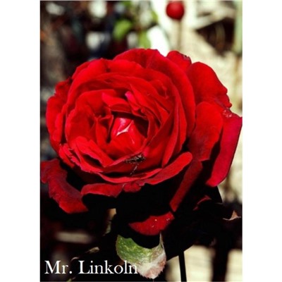 Саженец розы "Мистер Линкольн" 1 шт Весна 2021