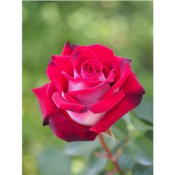 Саженец розы Осирия 1 шт , Весна 2021