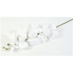 Ветка орхидеи чисто-белая