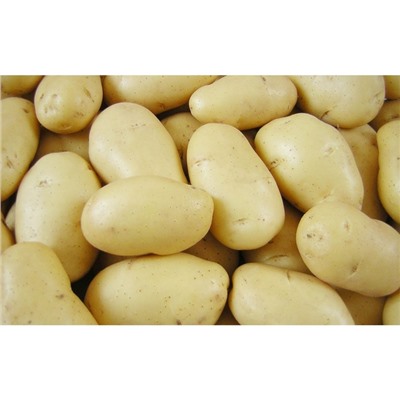 Семенной картофель "Импала", 5 кг +/- 10%, СуперЭлита