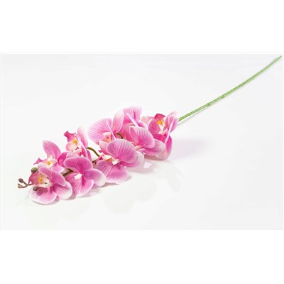 Ветка орхидеи 7