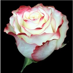 Саженец розы Свитнес, 1шт , Весна 2021