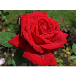 Саженец розы Ред мейпл 1 шт   , Весна 2021