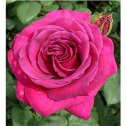 Саженец розы "Дивайн" 1 шт Весна 2021
