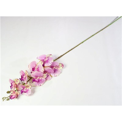 Ветка орхидеи 36