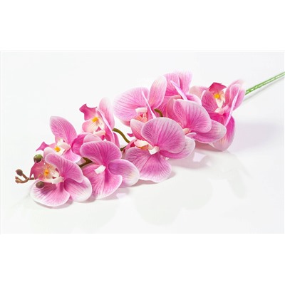 Ветка орхидеи 7