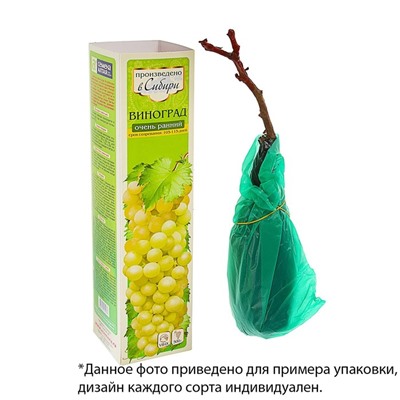 Саженец винограда Подарок Ирине 1 шт   , Весна 2021
