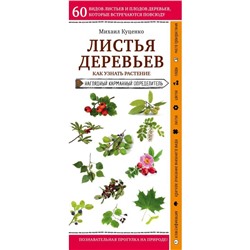 Листья деревьев. Как узнать растение. Куценко М.