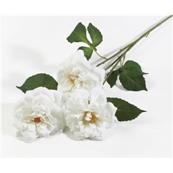 Ветка розы "Маргарет Меррил" белая