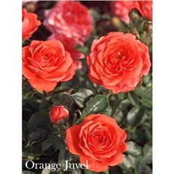 Саженец розы Оранж Джувел
