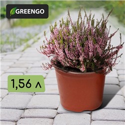 Горшок для рассады, 1,56 л, d = 16 см, h = 13 см, терракот, Greengo