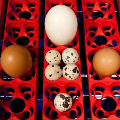Инкубатор, на 24 яйца, автоматический переворот, 120 В