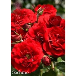 Саженец розы Сатчмо