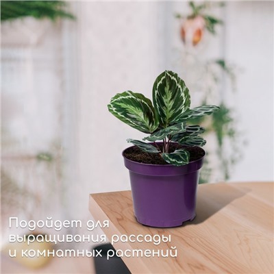 Горшок для рассады, 3 л, d = 19 см, h = 15 см, фиолетовый, Greengo