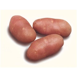 Семенной картофель "Ред Скарлетт", 1 кг +/- 10%, Элита