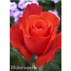 Саженец розы Холстейнперле 3-х летний, 20 см