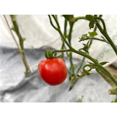 Комплект для томатов: материал мульчирующий, 6 × 1,06 м, плотность 80 г/м² + материал укрывной, 8 × 3,2 м, плотность 30 г/м²