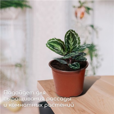 Горшок для рассады, 1,56 л, d = 16 см, h = 13 см, терракот, Greengo