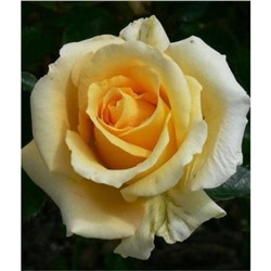 Саженец розы "Лион" 1 шт Весна 2021